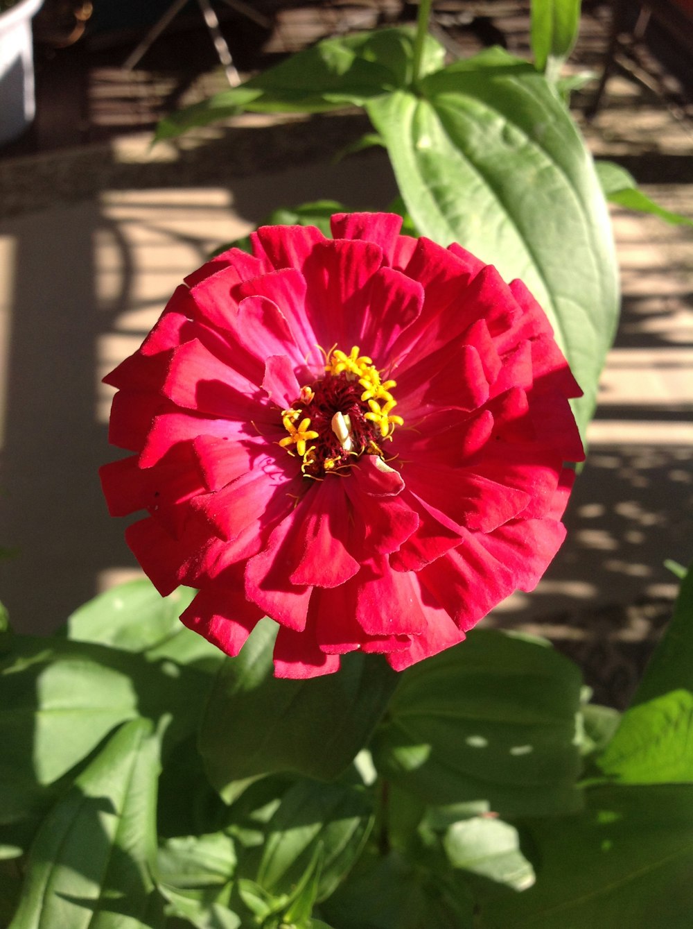 pink flower with green leaves