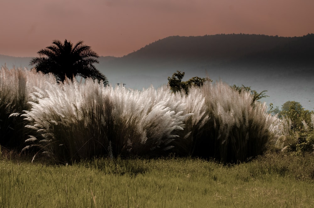 green grass field near mountain during daytime