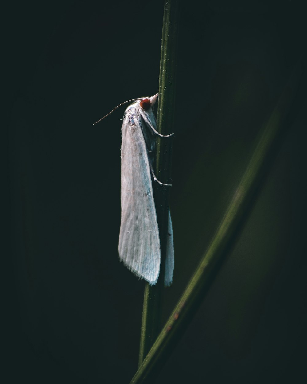 white moth on green stem