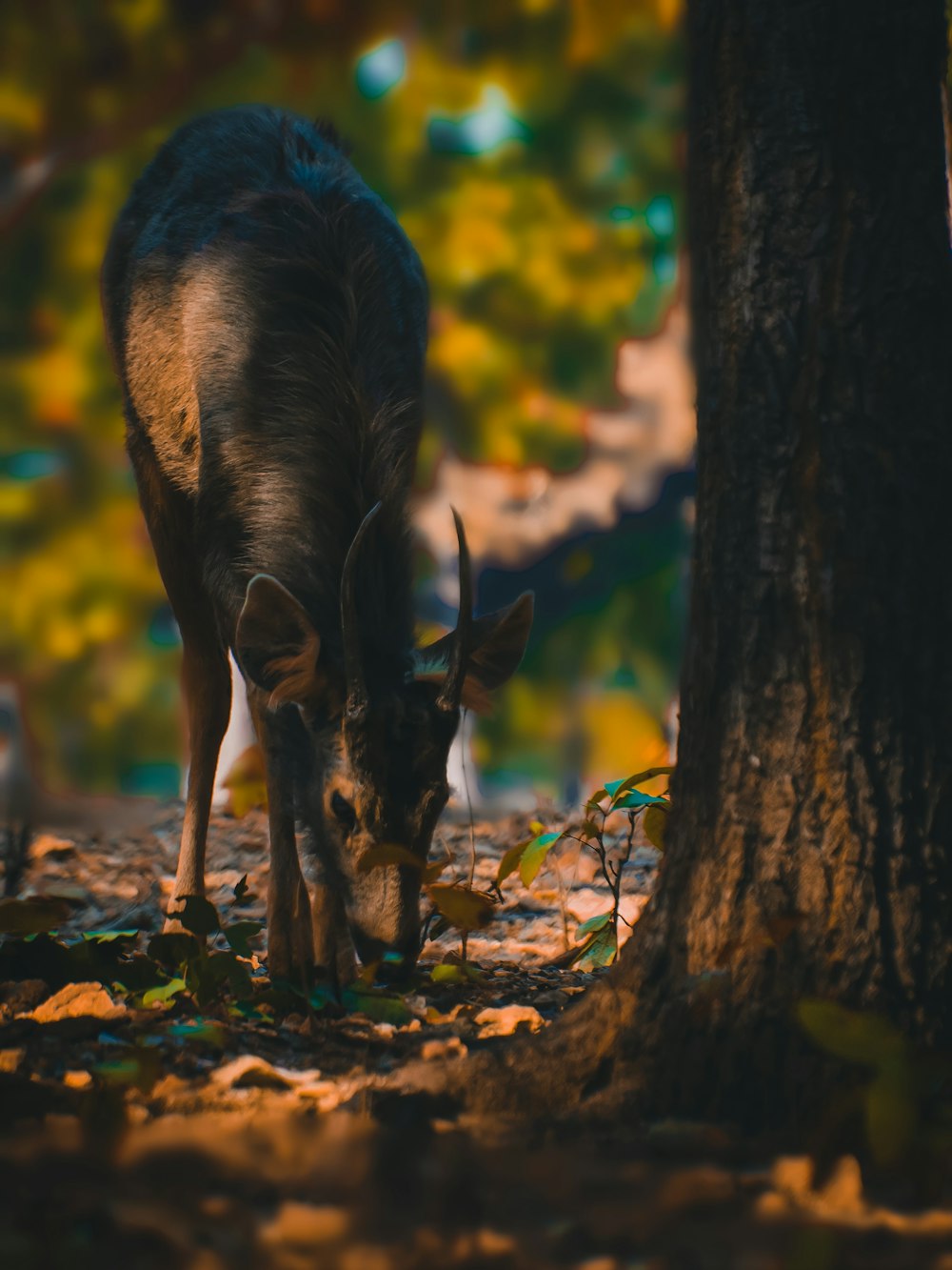 black and brown deer on brown dried leaves