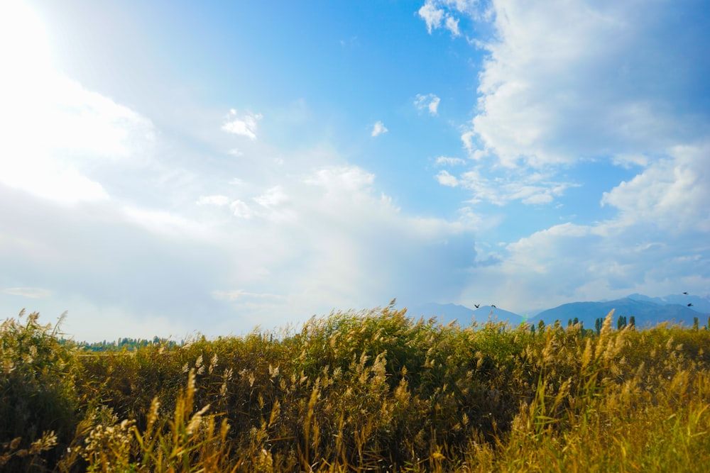 Campo de hierba verde bajo el cielo azul durante el día