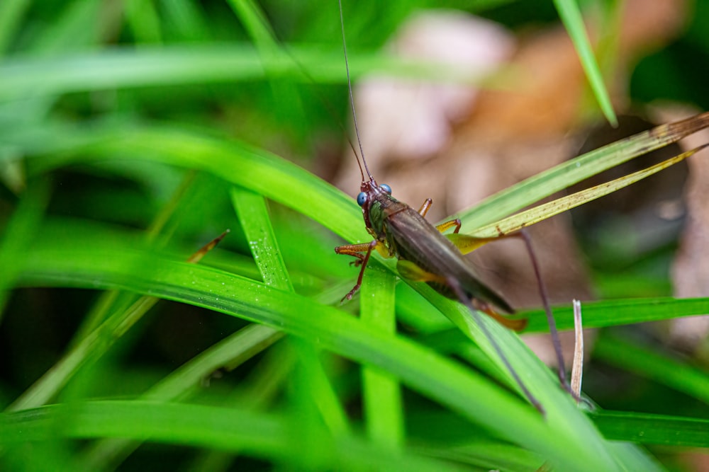 brown grasshopper on green leaf