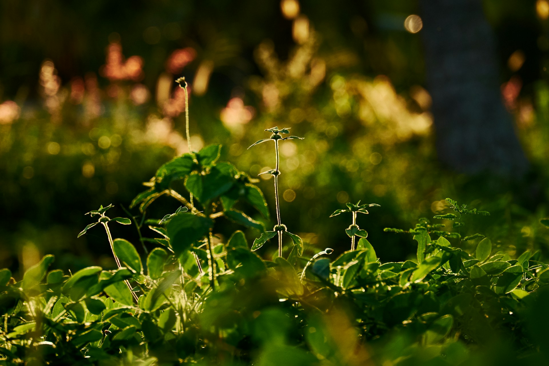 green plant in tilt shift lens