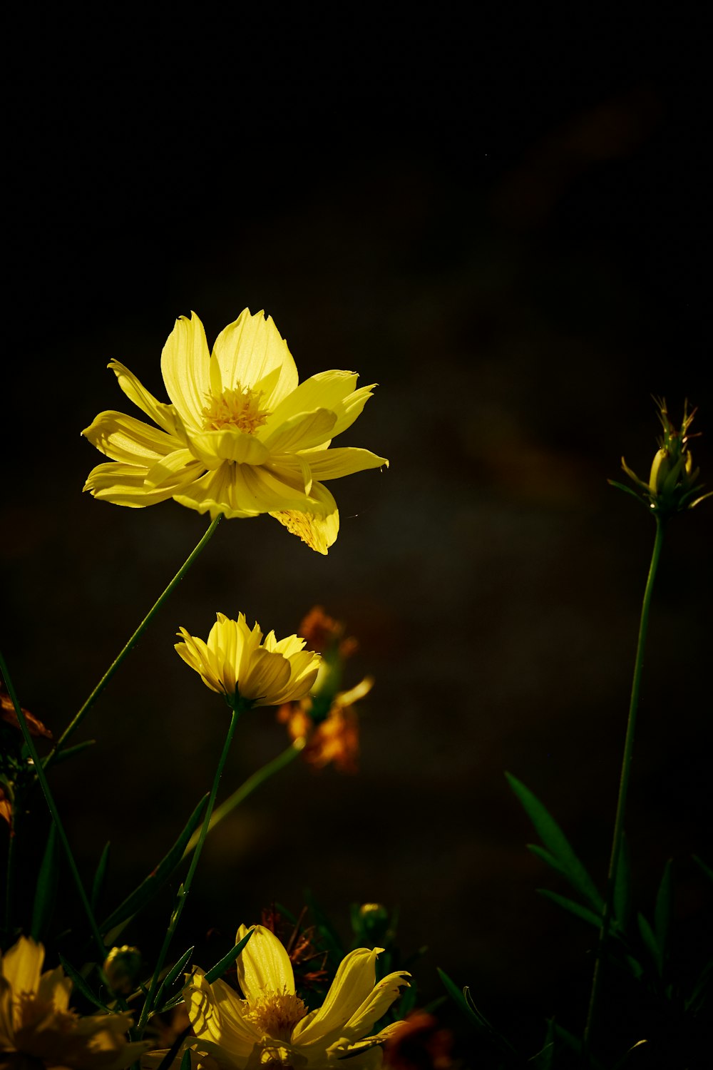 yellow flower in tilt shift lens