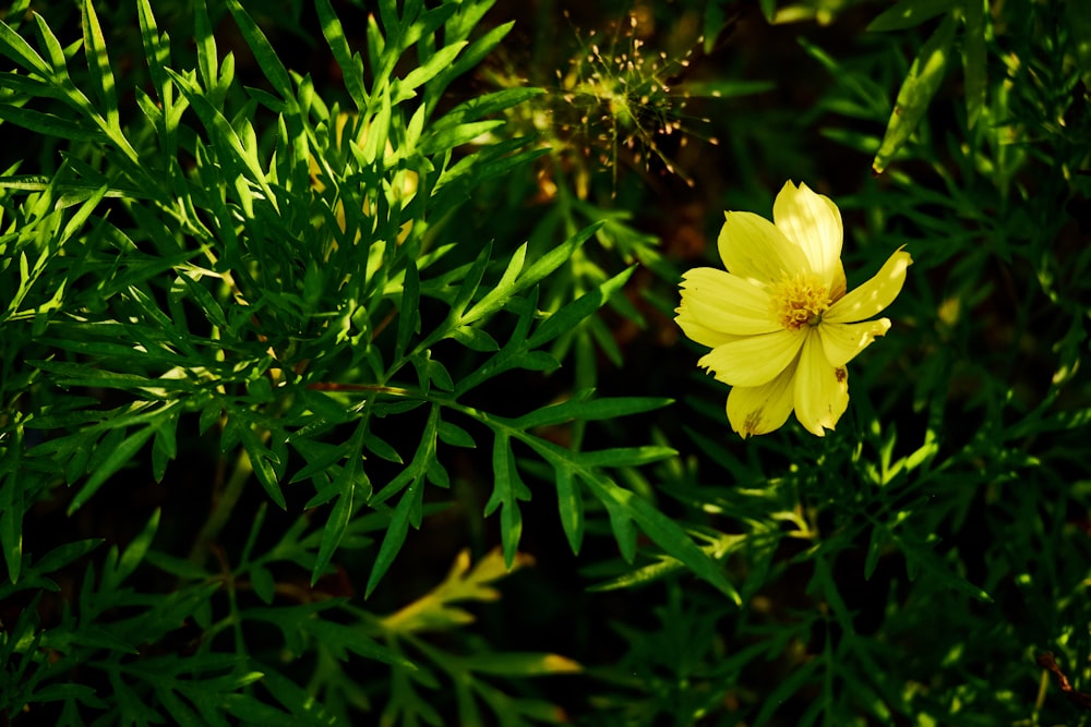 yellow flower in tilt shift lens