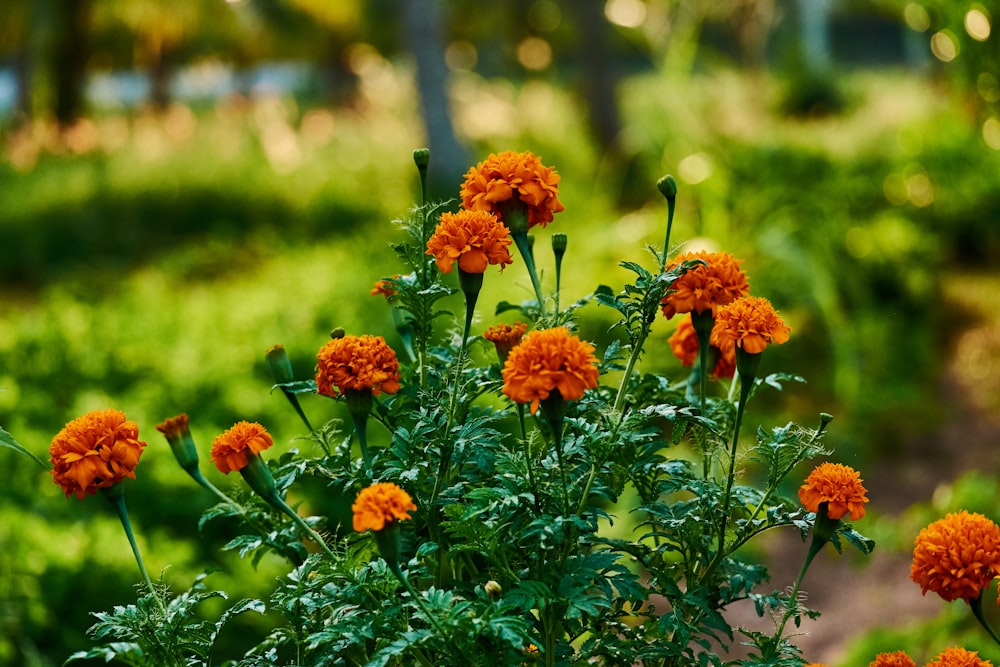 orange flowers in tilt shift lens