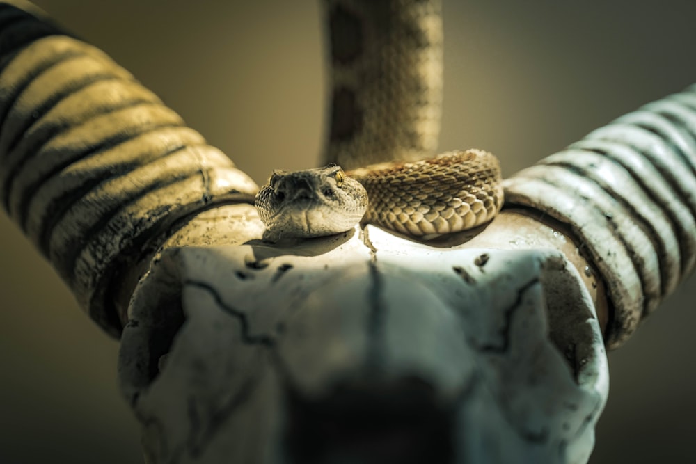 brown and black snake on white textile