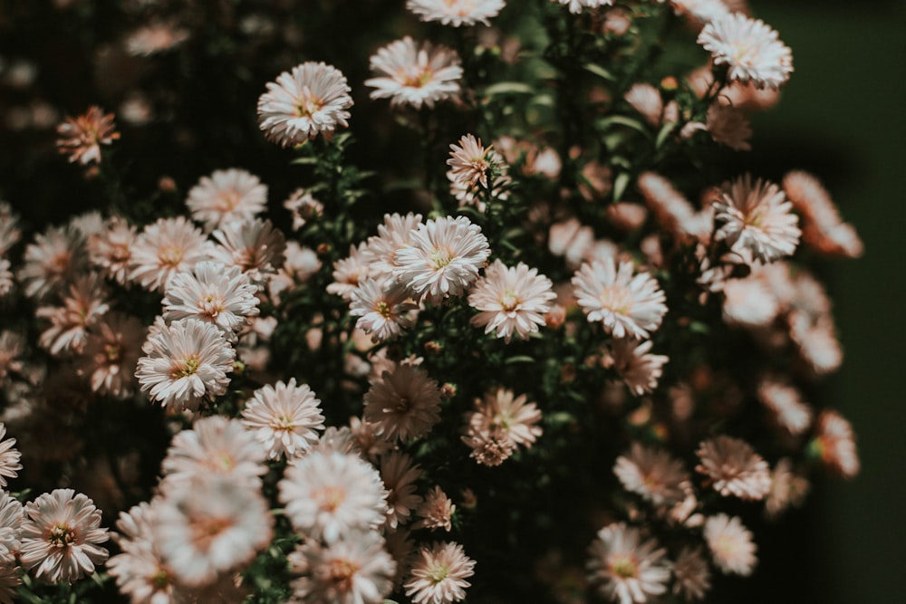 white and brown flowers in tilt shift lens