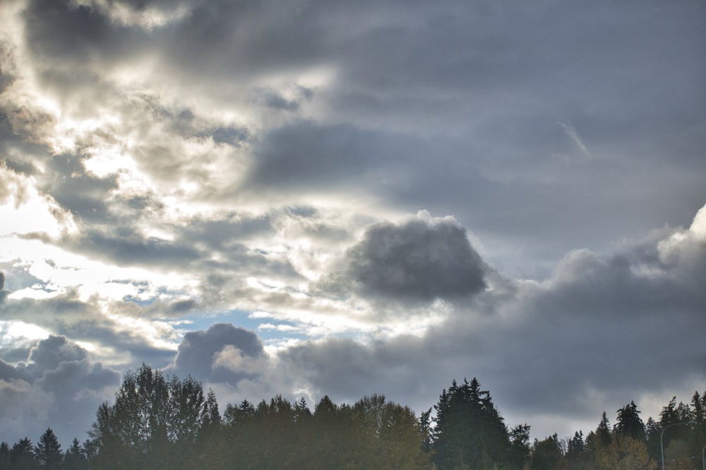 green trees under white clouds during daytime