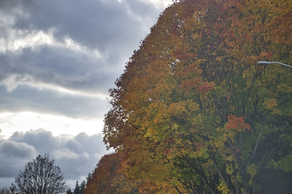 green and brown trees under cloudy sky during daytime