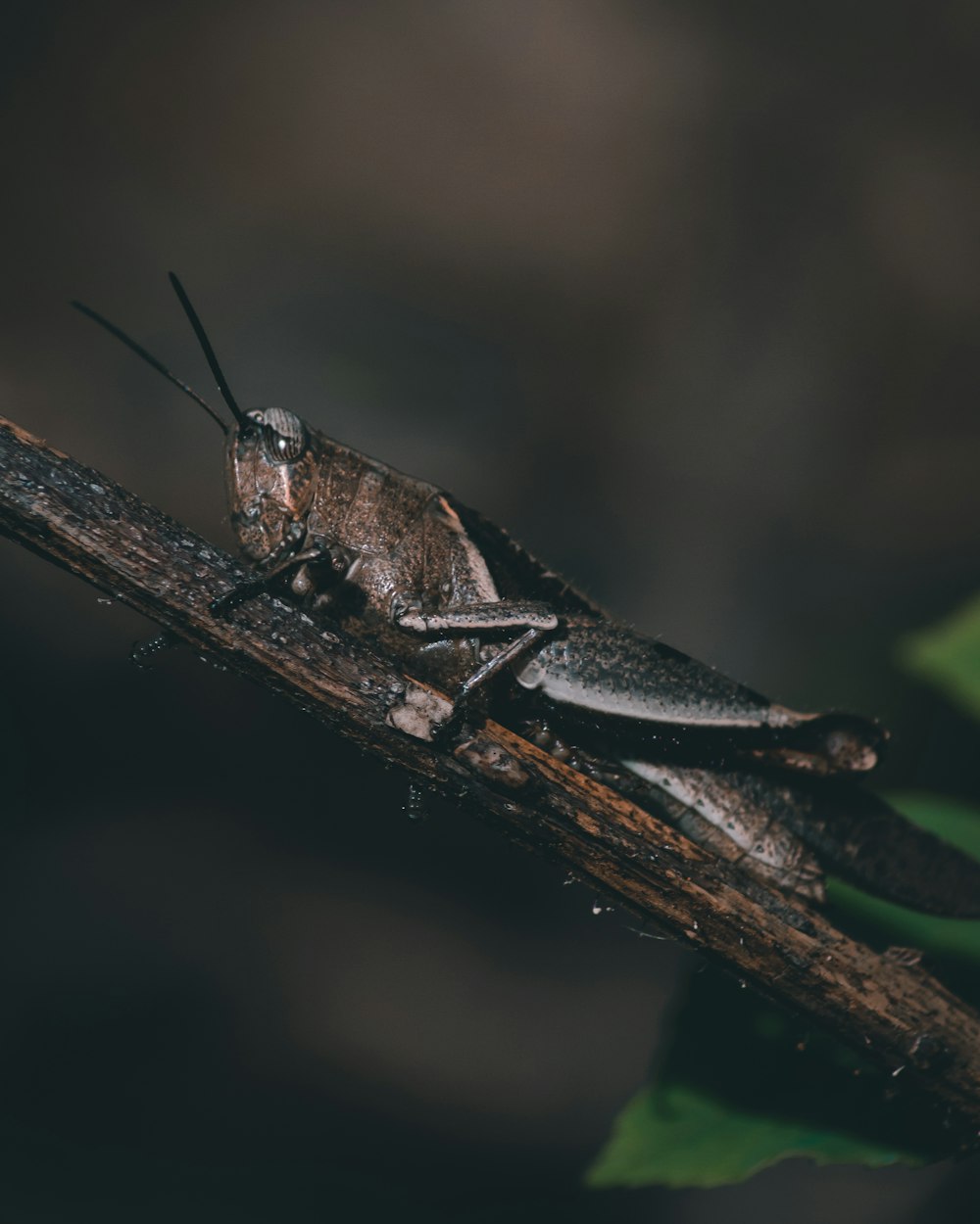 brown and black grasshopper on brown wooden stick in close up photography