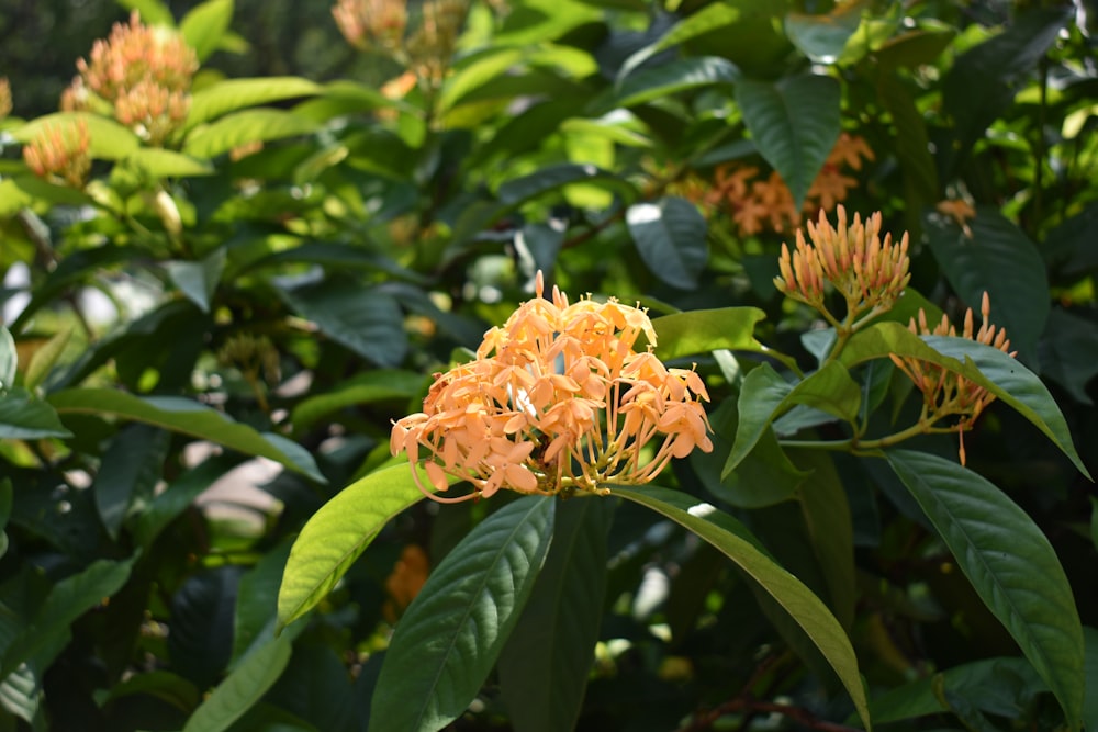 yellow flower in tilt shift lens