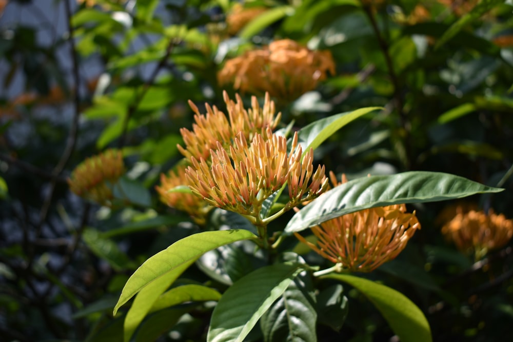 orange flower in tilt shift lens