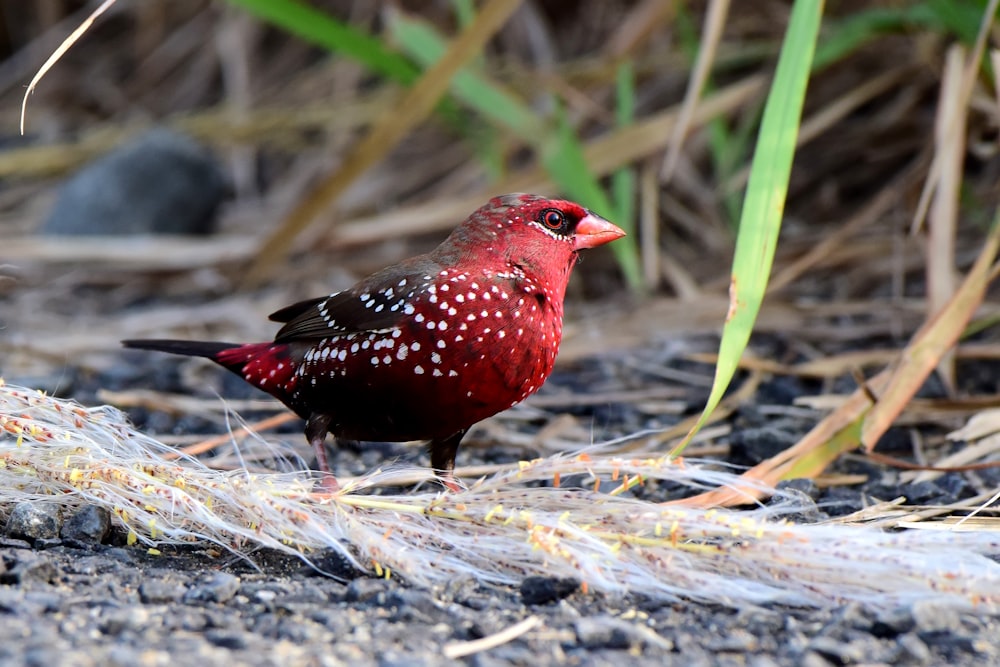 red and black bird on brown grass