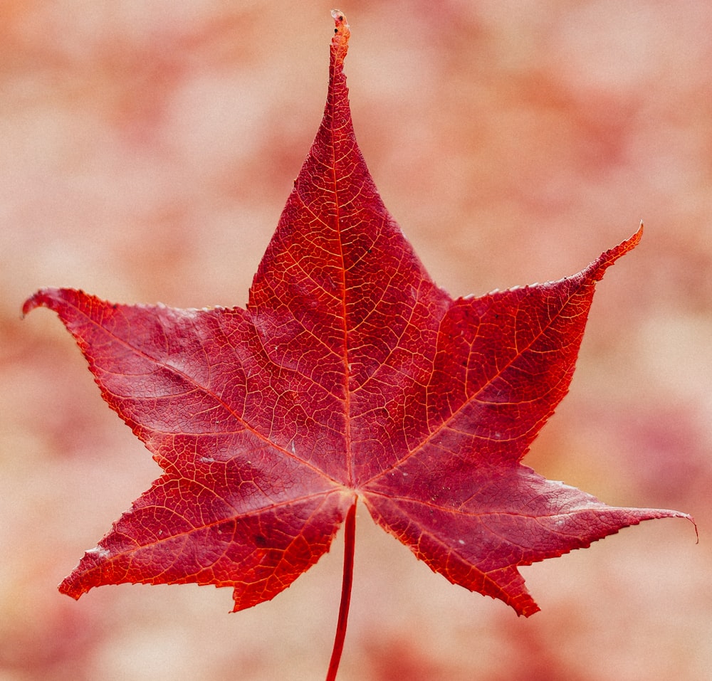 Feuille d’érable rouge en gros plan