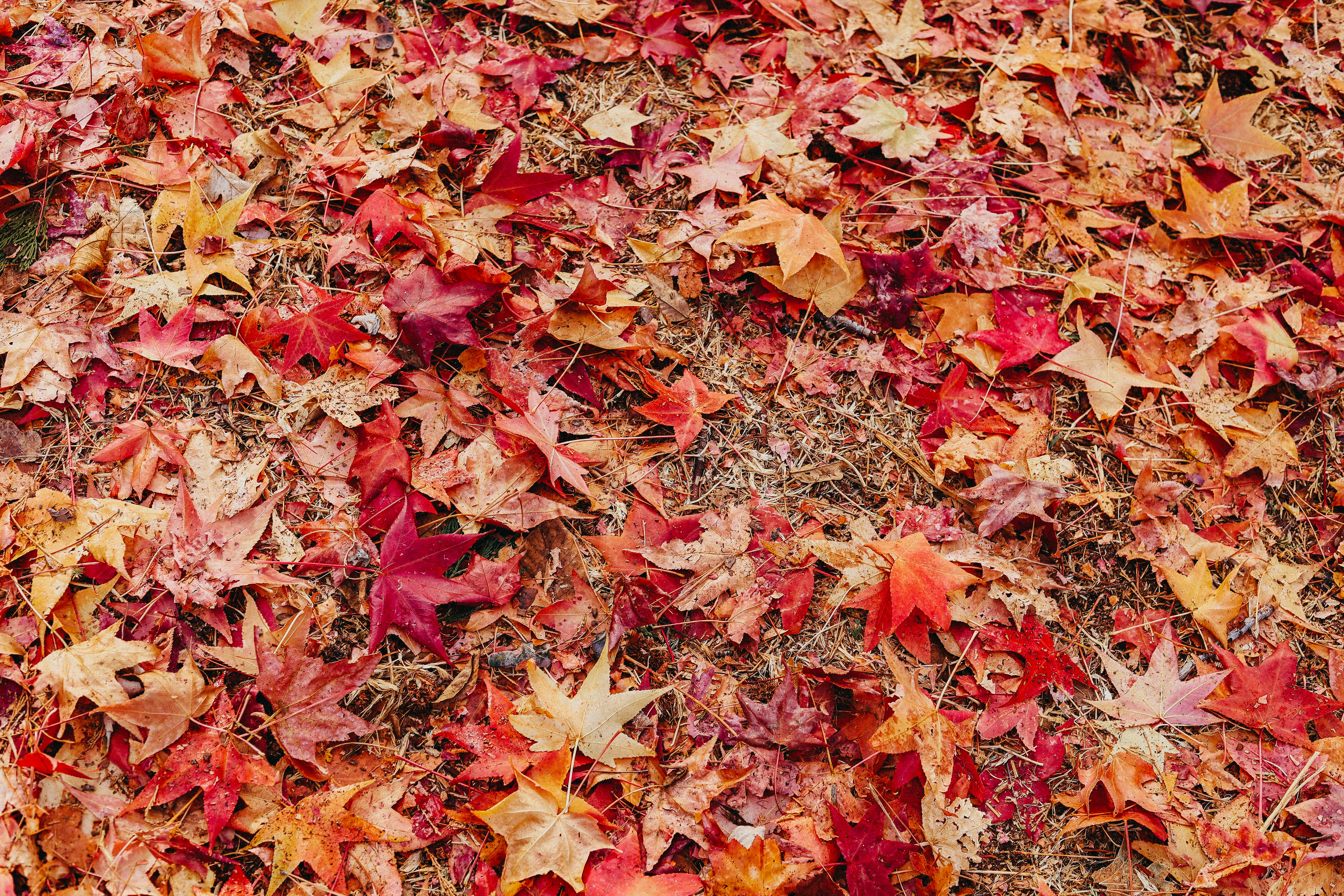 Photo by craigpattenaude