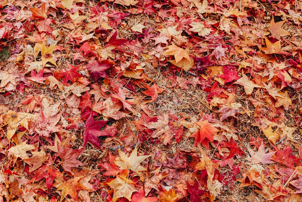 brown and red maple leaves on ground