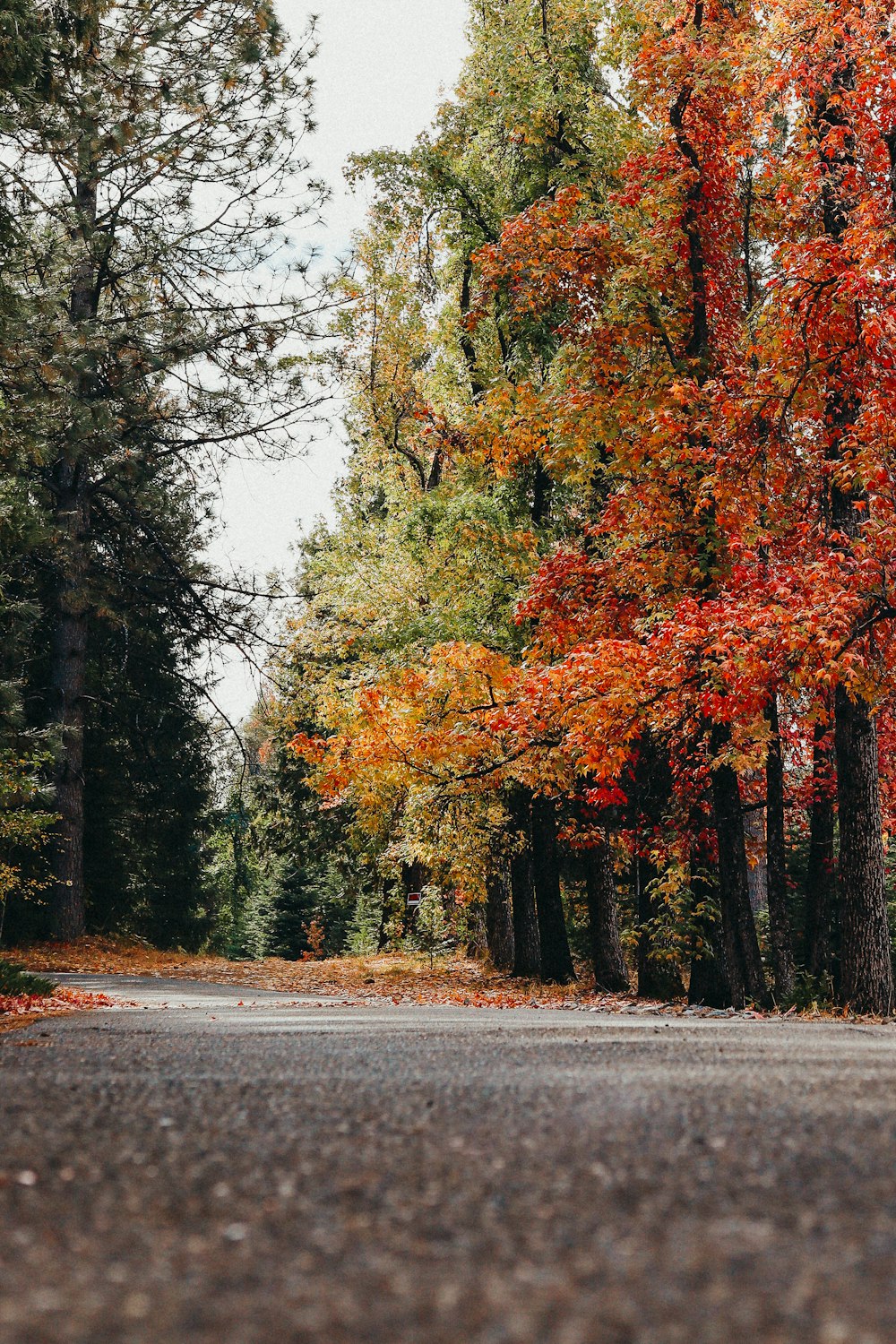 gray concrete road between trees during daytime