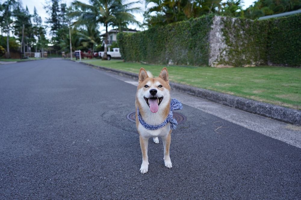 brown and white dog sitting on gray concrete road during daytime