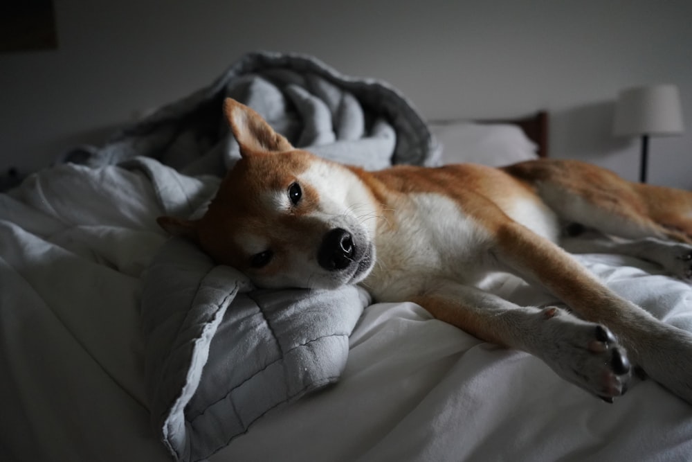 brown and white short coated dog lying on white bed