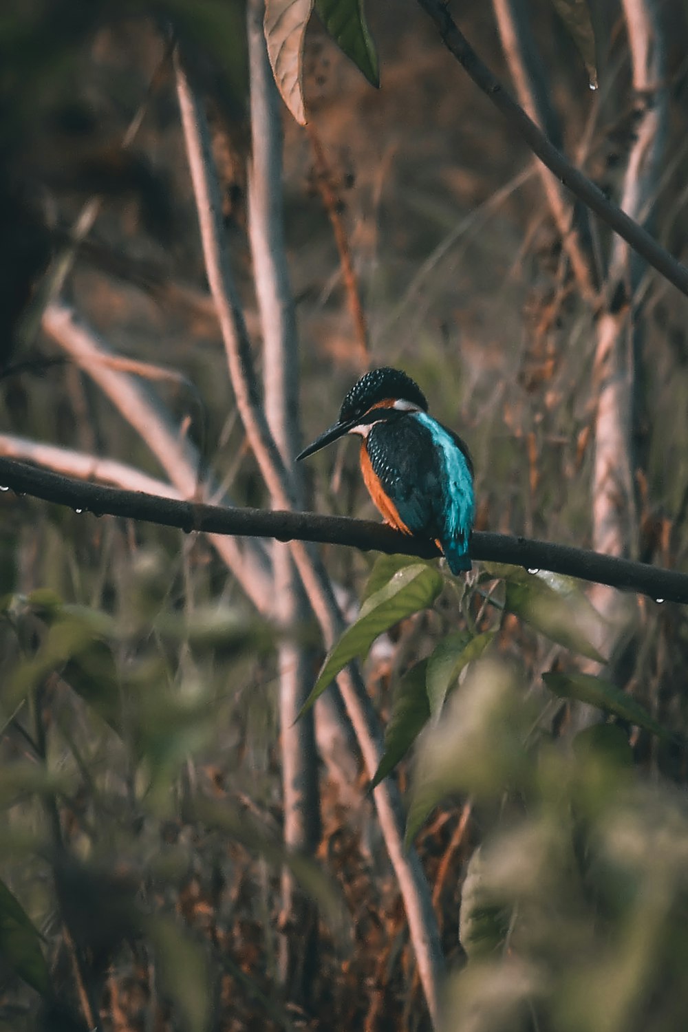 blue and brown bird on brown tree branch during daytime