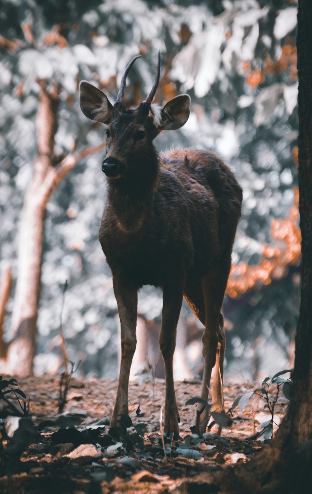 brown deer standing on brown dried leaves during daytime