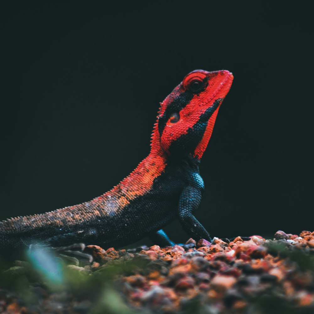 red and blue lizard on brown rock