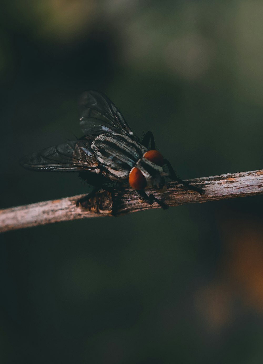 black and orange fly perched on brown stick