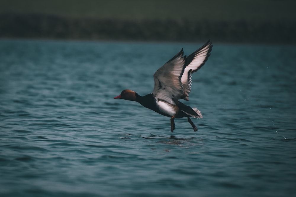 black and white duck on water during daytime