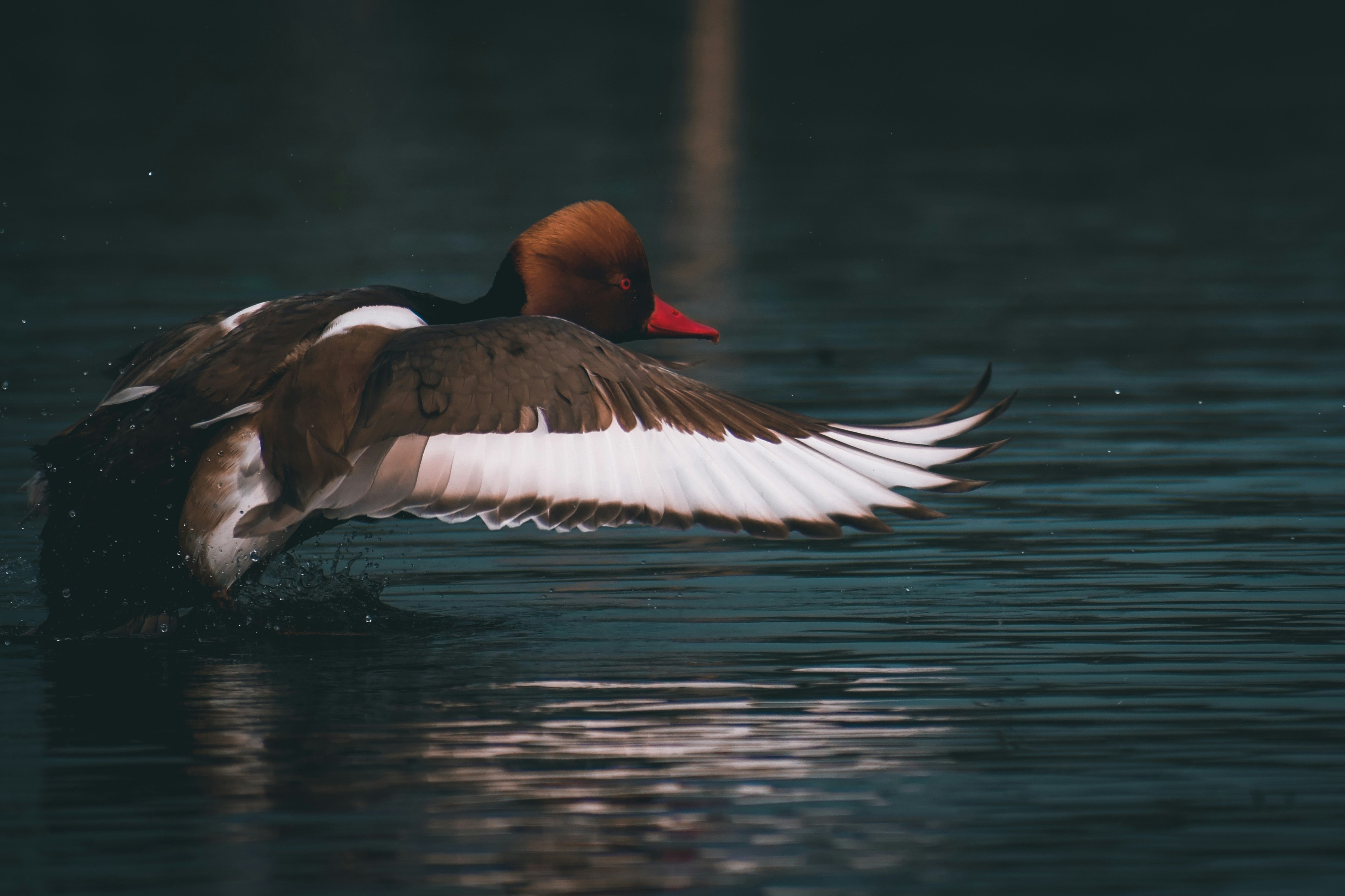 How Long Do Ducks Sleep? (Here Is the Secret Truth!) 2023 »