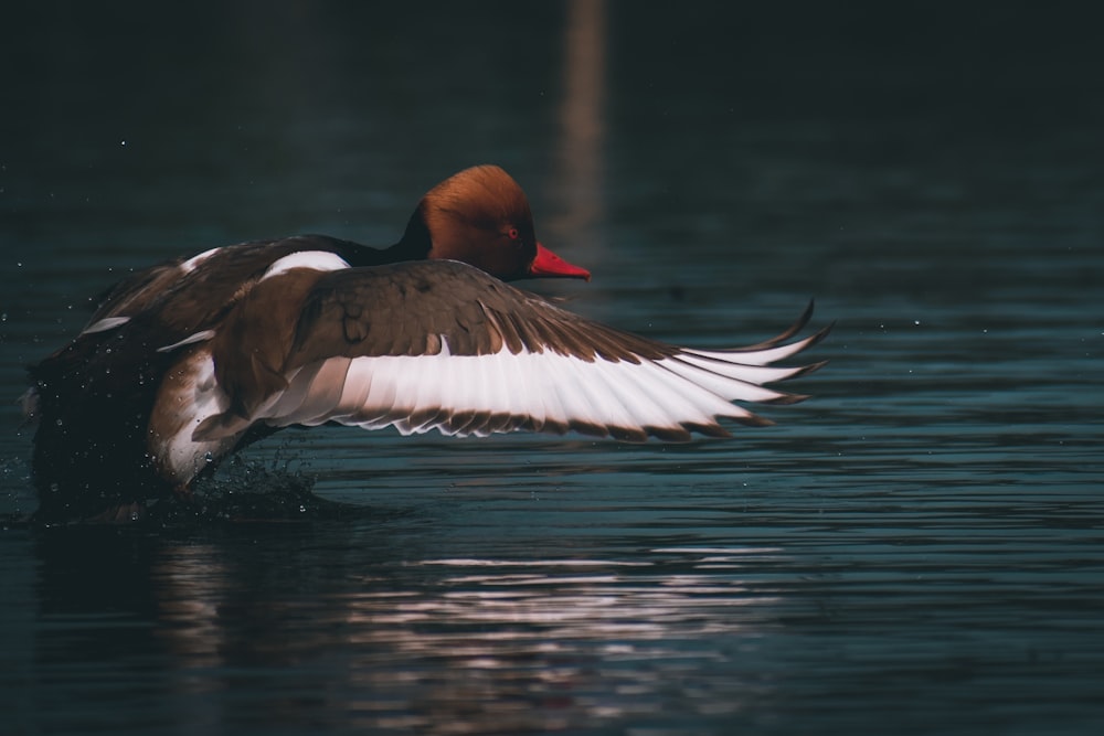 brown and white duck on water during daytime