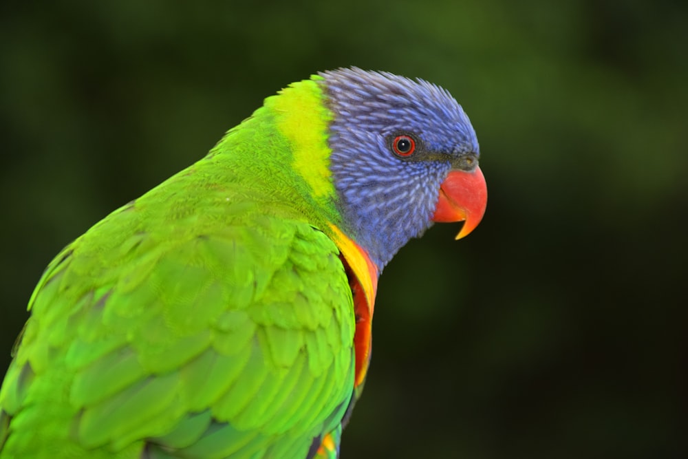 green yellow and blue bird