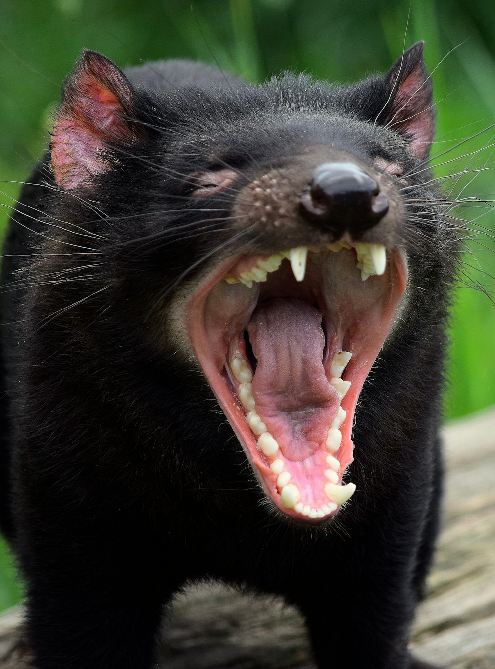 gato preto mostrando a língua durante o dia