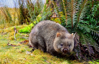 grey rodent on green grass
