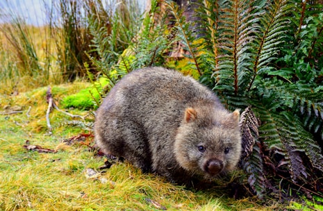 A wombat is nestled in a lush natural environment, surrounded by green ferns and grasses. The scene presents a serene and earthy setting in what appears to be the animal's natural habitat.