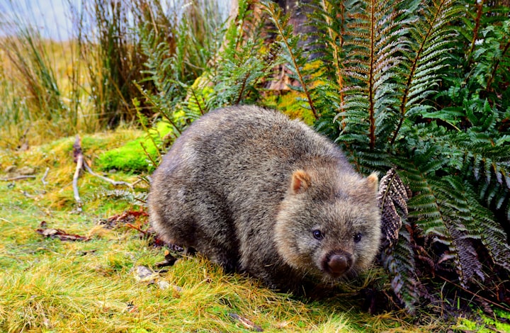 Why Is Wombat Poop Square?