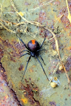 A spider with a shiny black body and a distinctive red marking on its abdomen is surrounded by a web. The background is a rough, earthy surface with patches of rust and scattered debris.