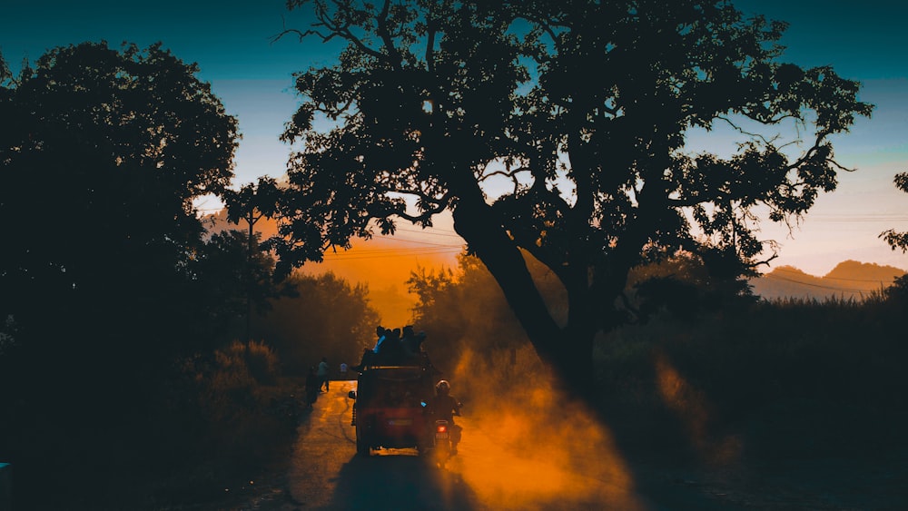 silhouette of trees during sunset