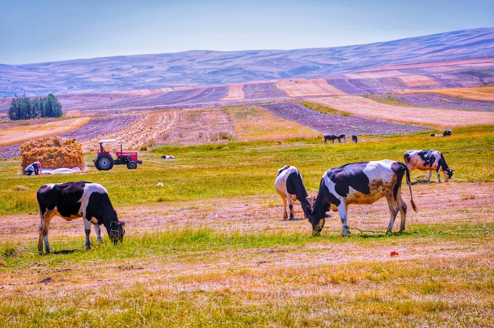 white and black cow on green grass field during daytime