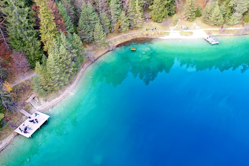 aerial view of green trees beside blue body of water during daytime