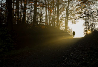 Clickable image showing a sunlit forest scene with a lone figure walking.