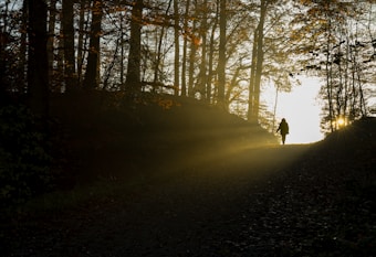 A lone figure stands in the middle of a sunlit forest path, with sunlight streaming through the trees and casting elongated shadows. The trees are tall and densely packed, their leaves hinting at autumnal colors. The image captures the serene and peaceful atmosphere of nature.