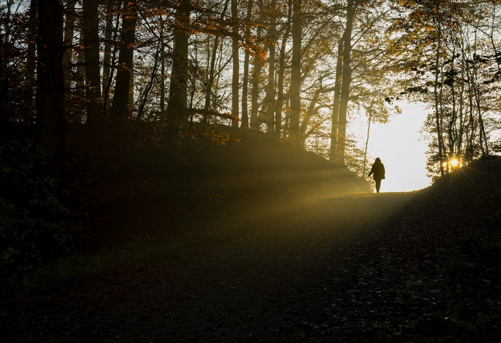 silhouette of person walking on pathway between trees during daytime