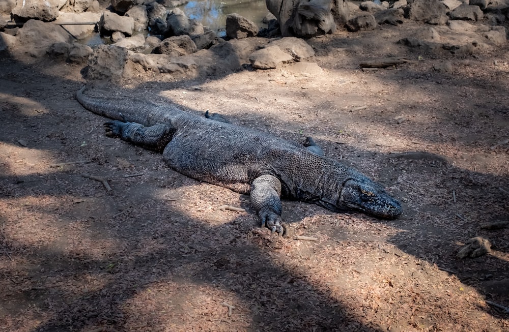 crocodilo marrom e preto na areia marrom