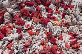 A vibrant collection of various corals closely packed together, displaying a striking contrast between the vivid red and orange corals against the stark white ones. The intricate textures and organic shapes are prominent, with some coral pieces having a porous appearance.