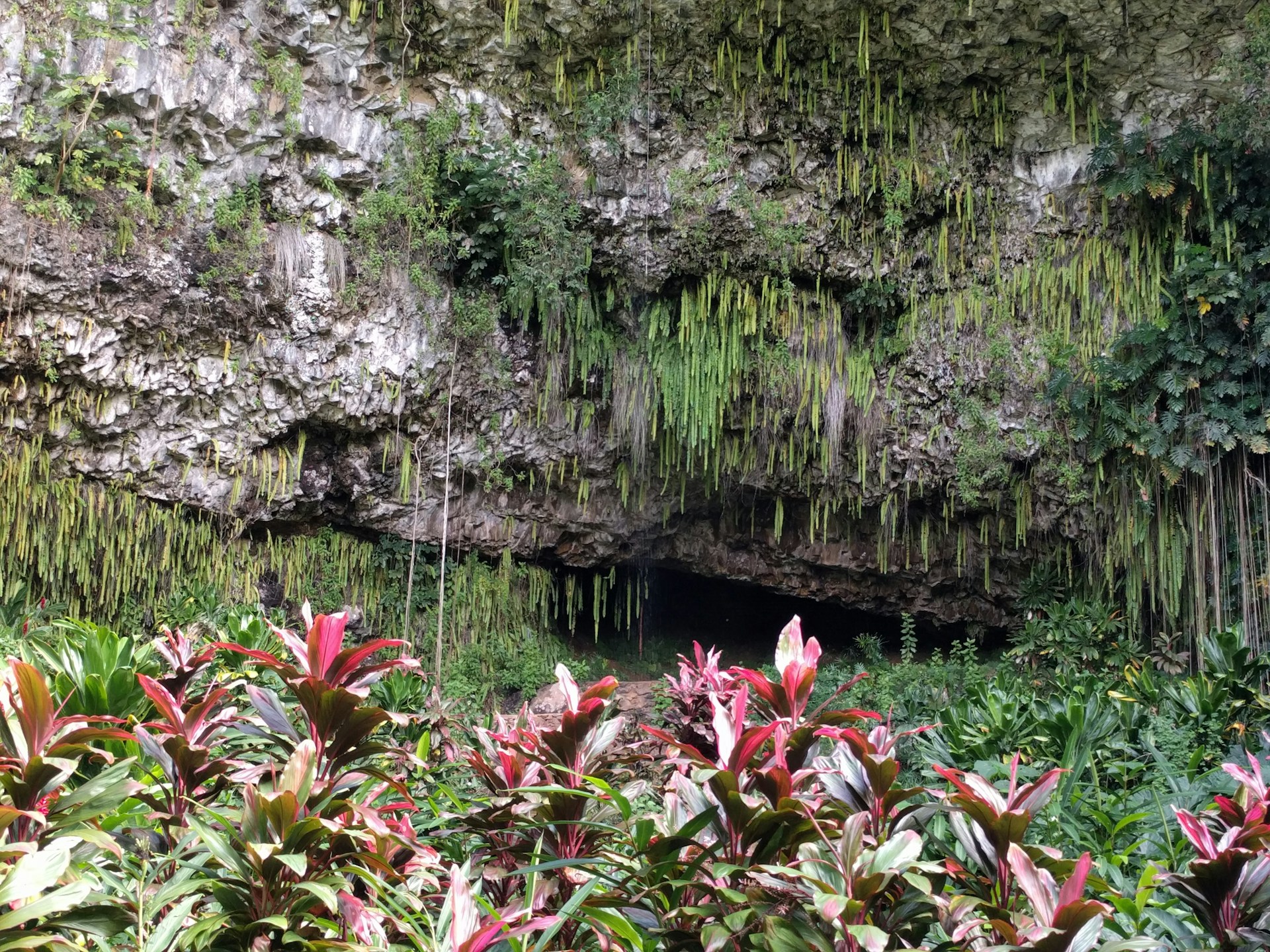 pink and white flowers near body of water during daytime