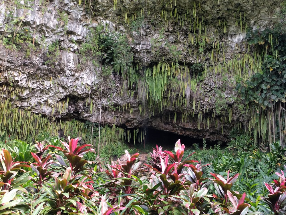 pink and white flowers near body of water during daytime