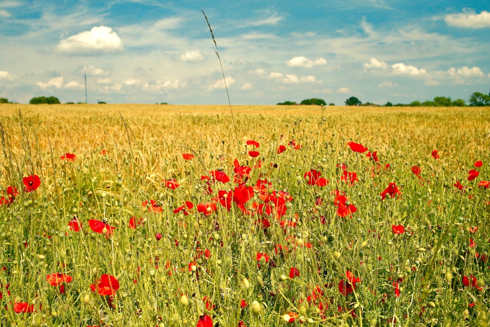 red flower field under blue sky during daytime