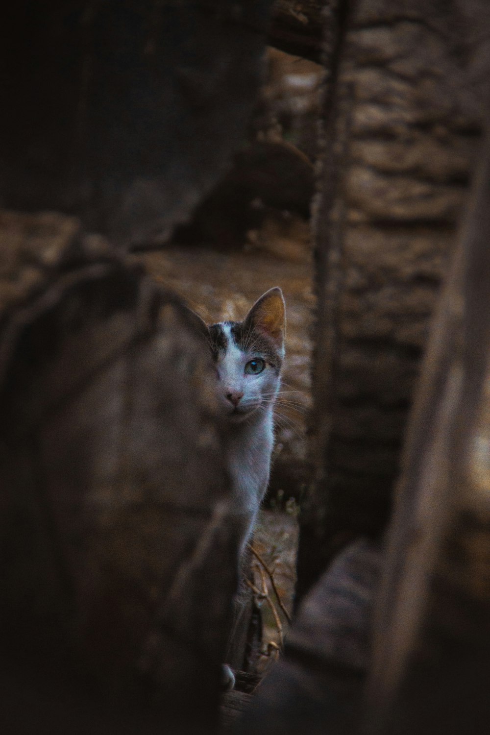 white and brown cat on brown tree