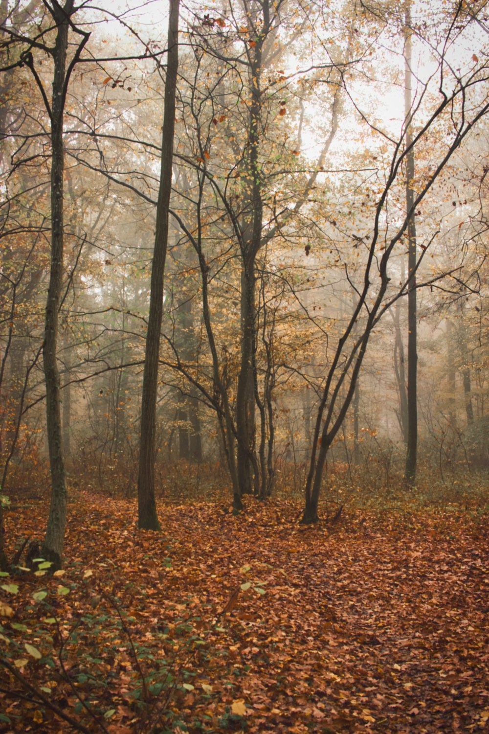 brown trees on brown leaves